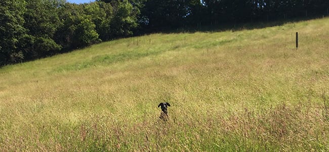 Cornwall Breaks With Dogs